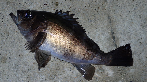 P6083034