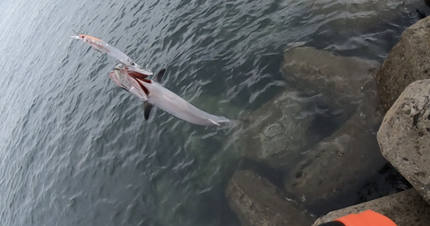 スクリーンショット 2025-10-20 9.56.42