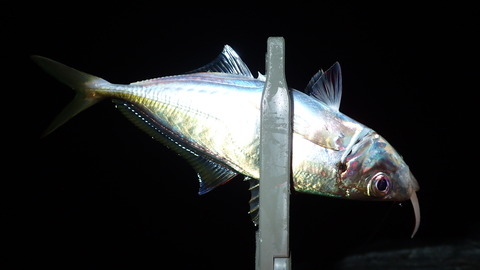 P8123306