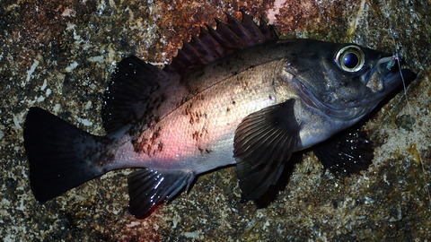 P3162583