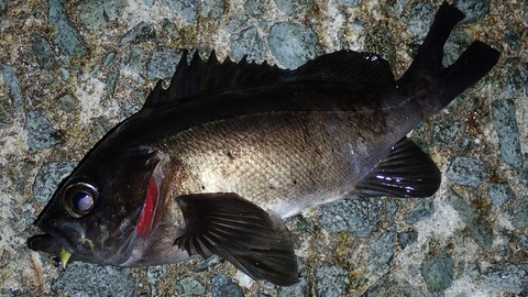 P3242623