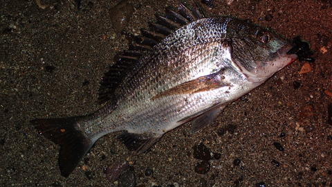 P9033381