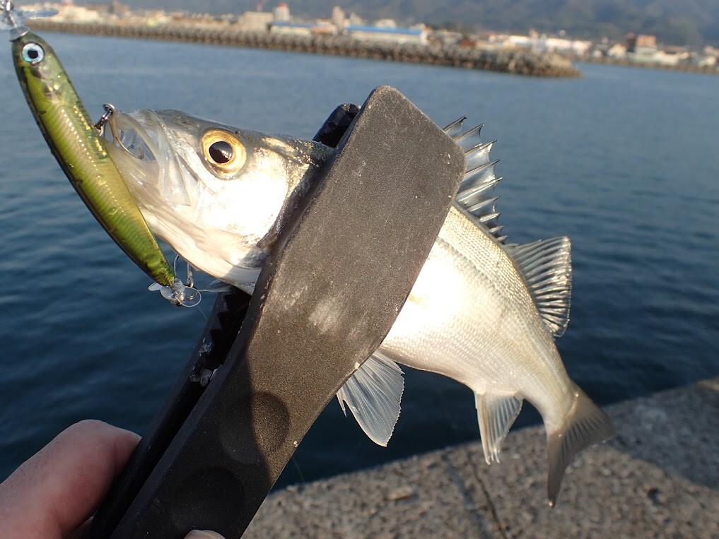 20ヴァンフォード C2000SHG アジング 渓流 ハゼクラ メバリング 今季の渓流・バス用リール！シマノ20ヴァンフォード 2000SHG