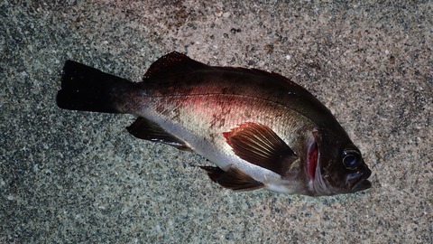 P7049370