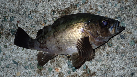 P6113078