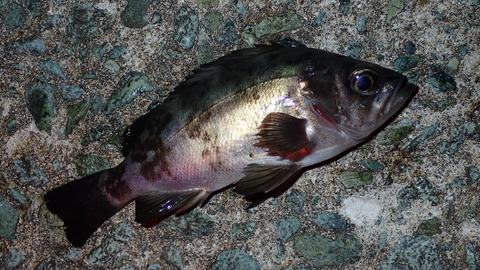 P3242633
