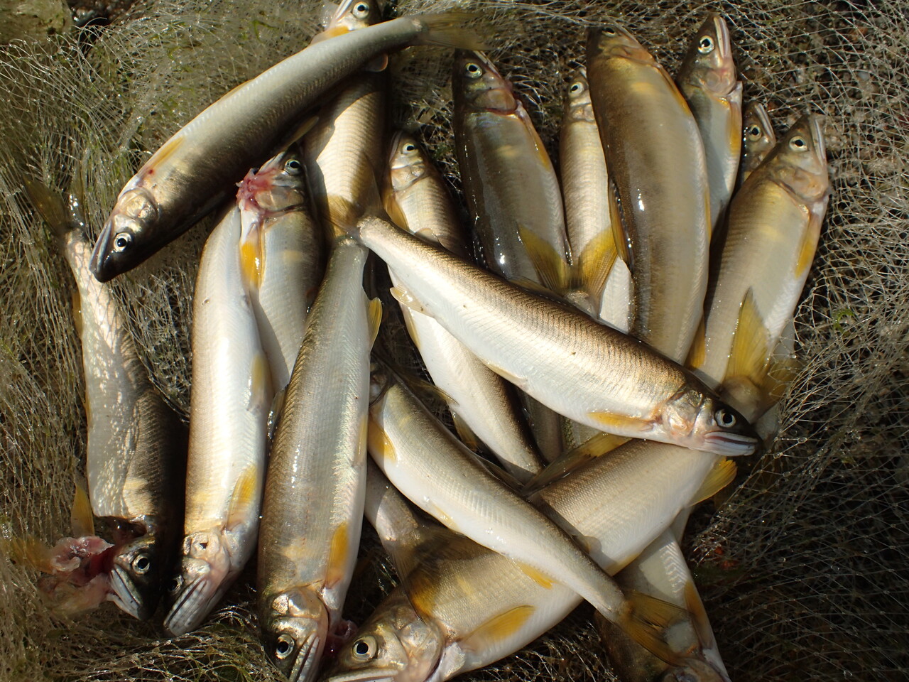 投網で鮎 鮎でウナギの穴釣り 私が思うところ Gクラ使いでtklm信者で 投網で鮎 鮎でウナギの穴釣り 私が思うところ Gクラ使いでtklm信者で