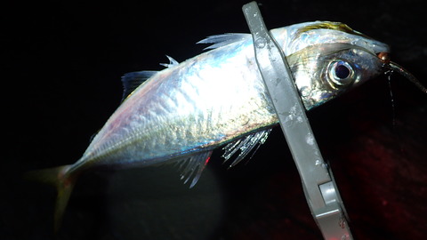P7153226
