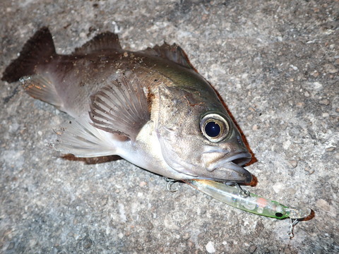 PB301317