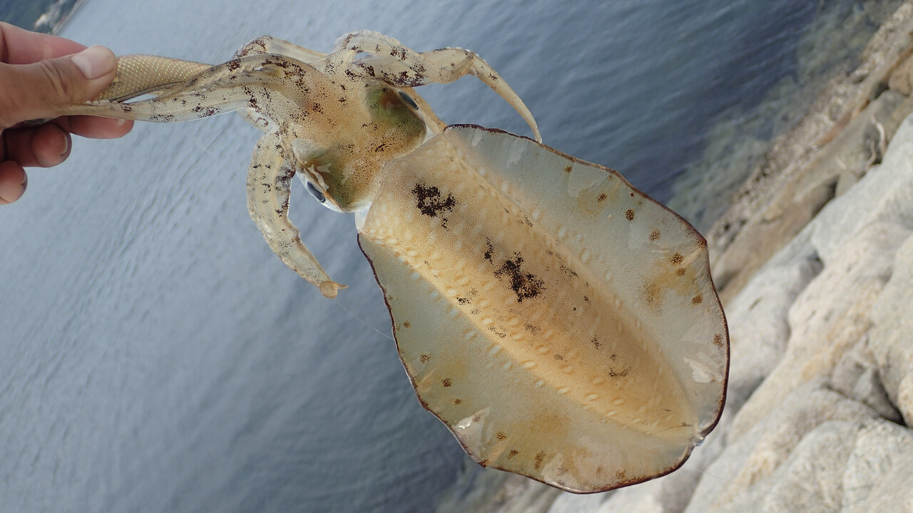 エギマルを使ってエギング修行 前編 私が思うところ Gクラ使いでtklm信者で