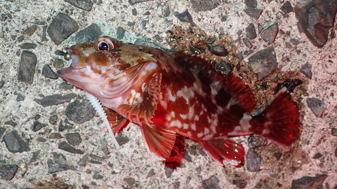 PB069906