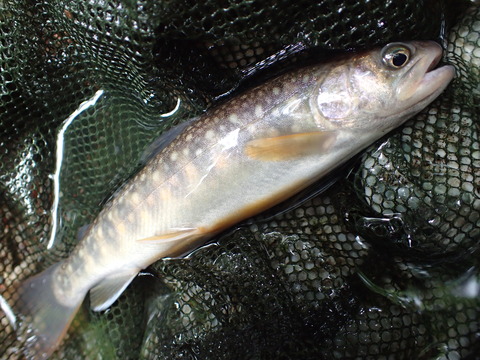 P6253155