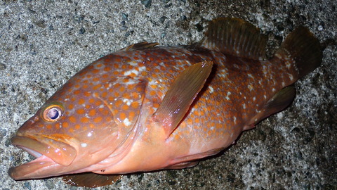 P7131291