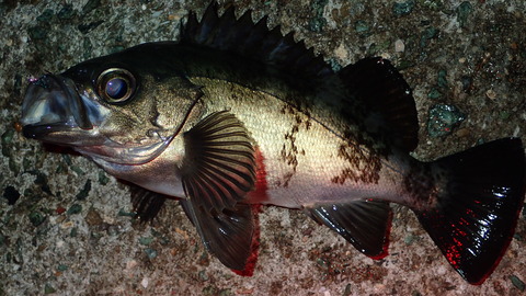 P6073026
