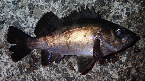 P4030801
