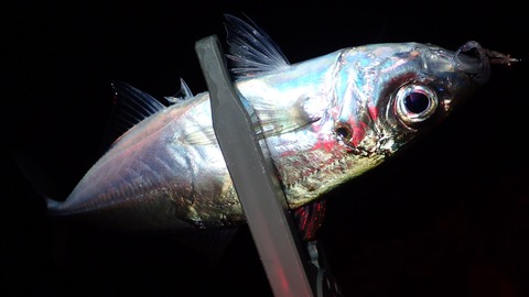 4B737099-E183-4D26-ACCF-8FB20714BFF4