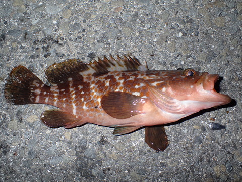P5250465