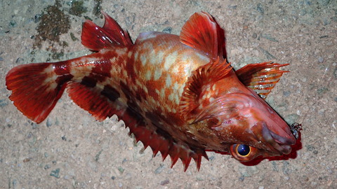 P4259084