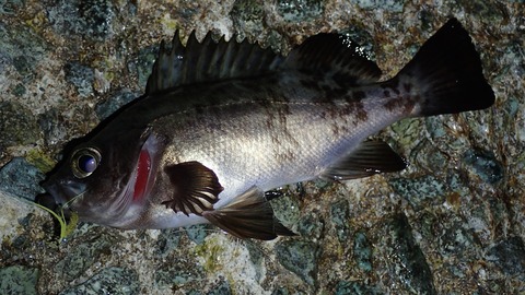 P3242624