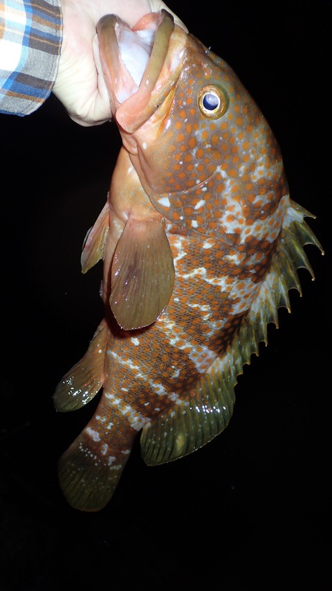 P5282995