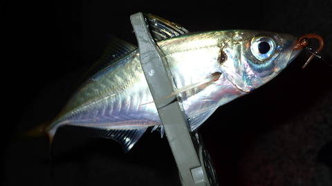 P9013374