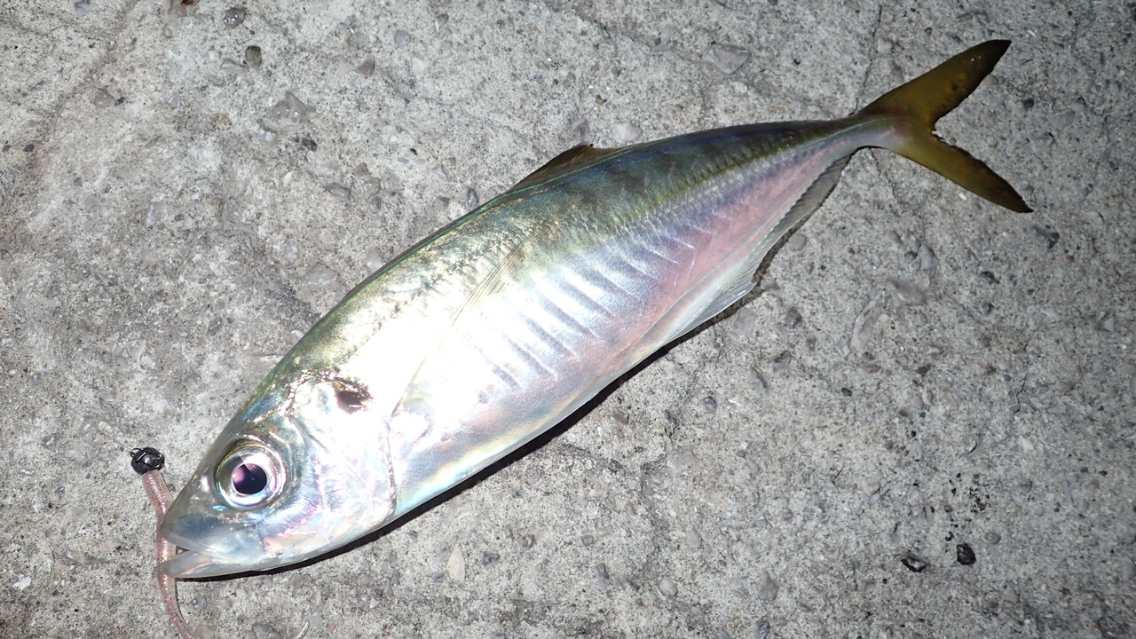 カケガミの代用 鯵狩 アジガリ のテスト 私が思うところ Gクラ使いでtklm信者で