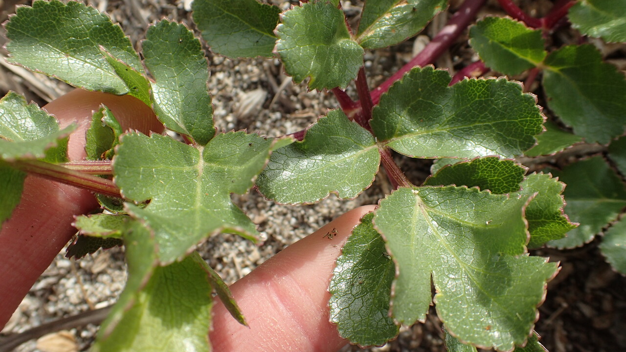 ハマボウフウと言う海岸の植物が食べられる 見分け方と取り方 私が思うところ Gクラ使いでtklm信者で