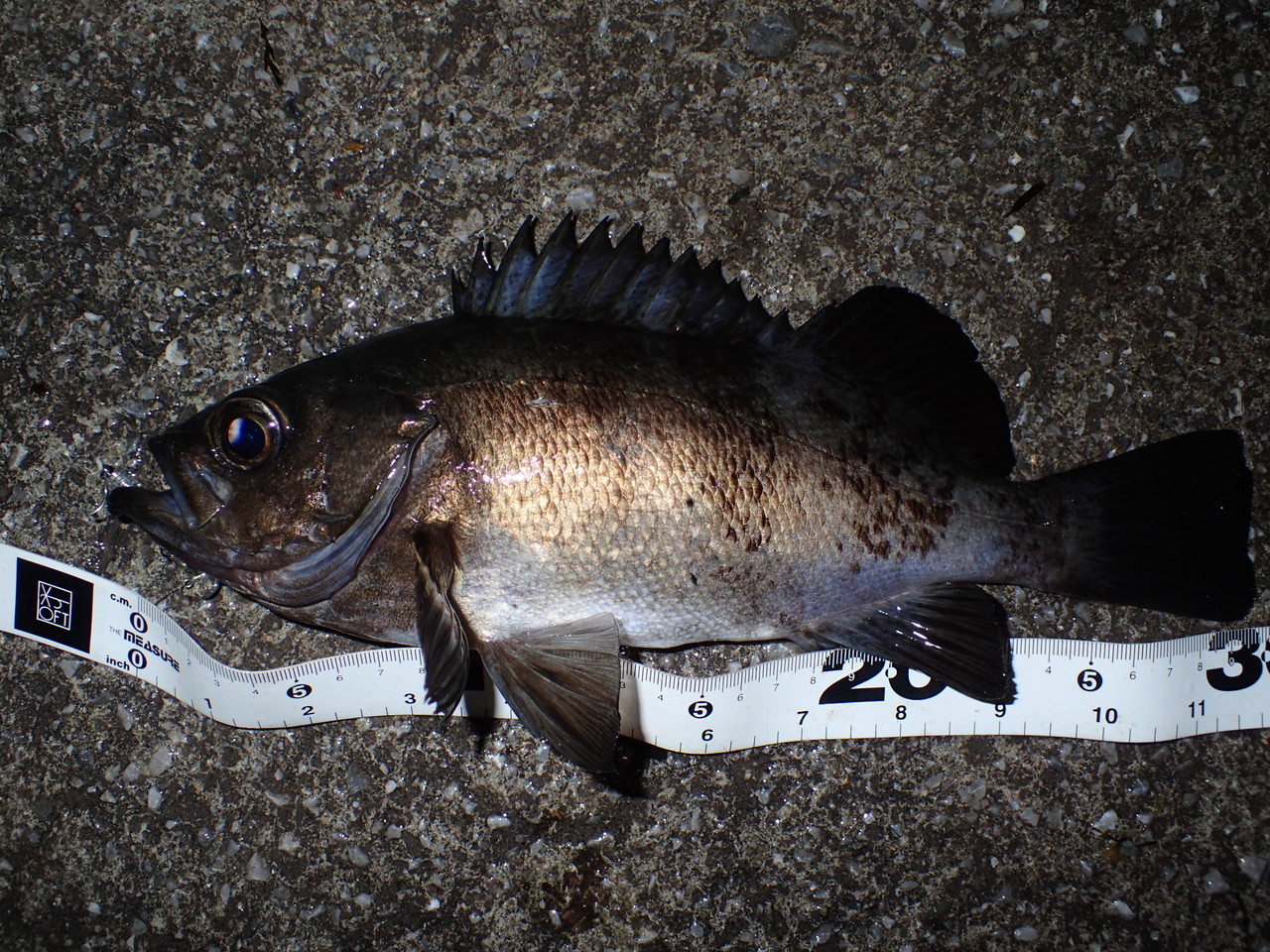尺メバルの釣り方 プラグで強風の佐田岬を攻略 私が思うところ Gクラ使いでtklm信者で