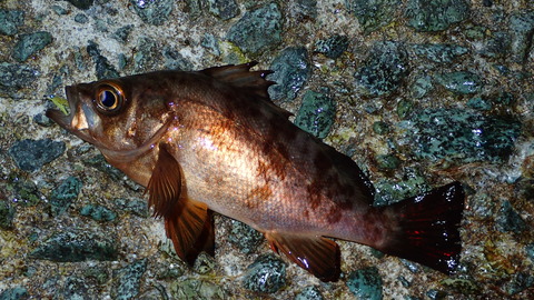 P3242625