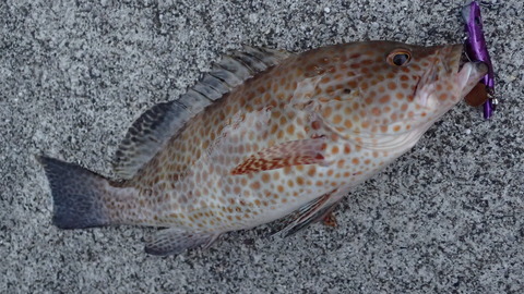 P8158221