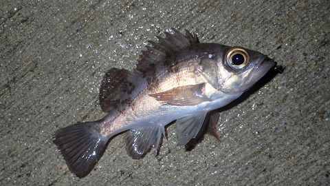 P2050462