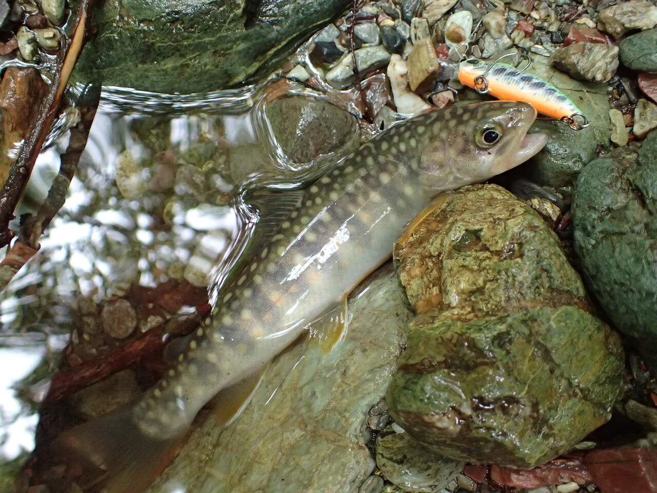 アマゴの生息地を発見 私が思うところ Gクラ使いでtklm信者で