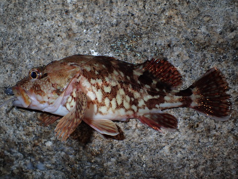 P6031847