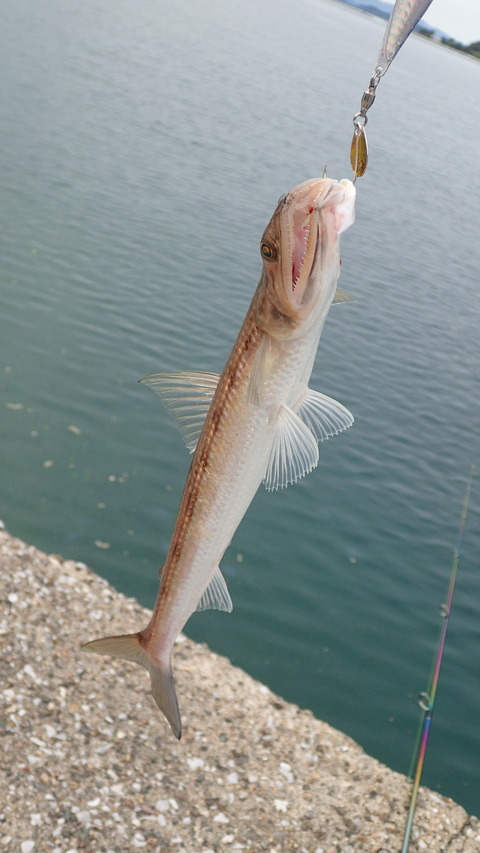 P7303258