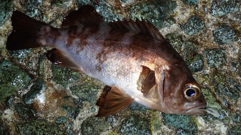 P3242630