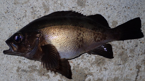 P6113083