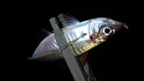 P7273255
