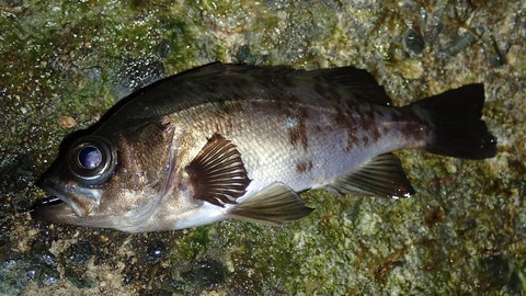 P3120681