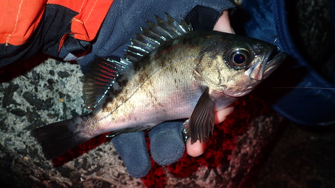P3300752