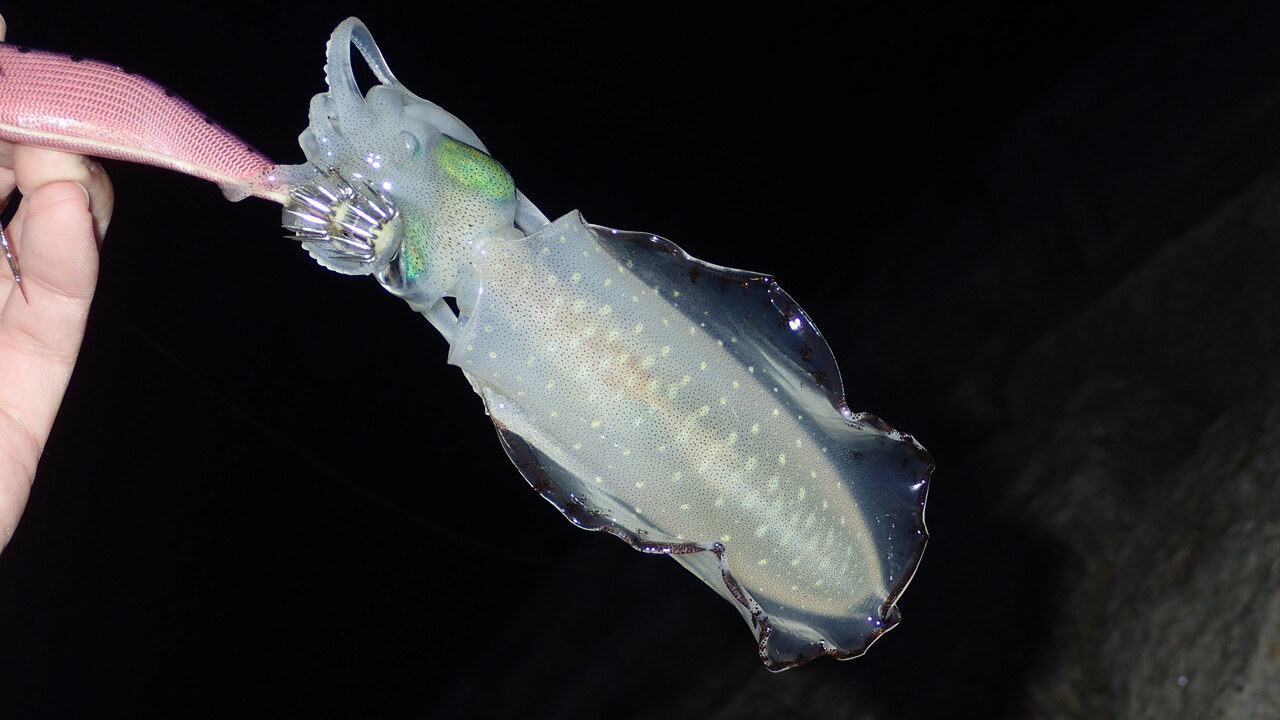 エギマルを使ってエギング修行 後編 私が思うところ Gクラ使いでtklm信者で