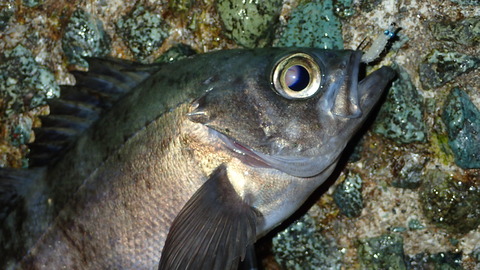 P3242631