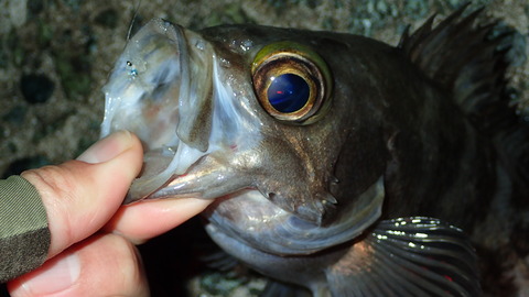 P5272979