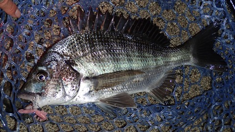 P9093409