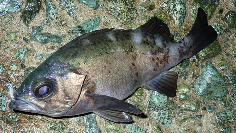 P4222828