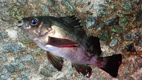 P3242638