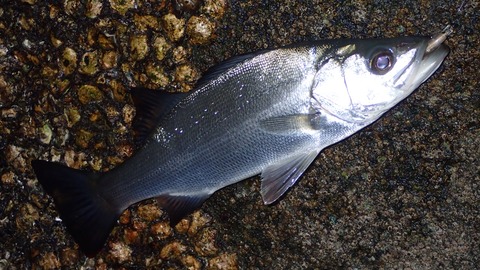 E44CDD11-8279-43CC-9737-9FF6A9439AFD