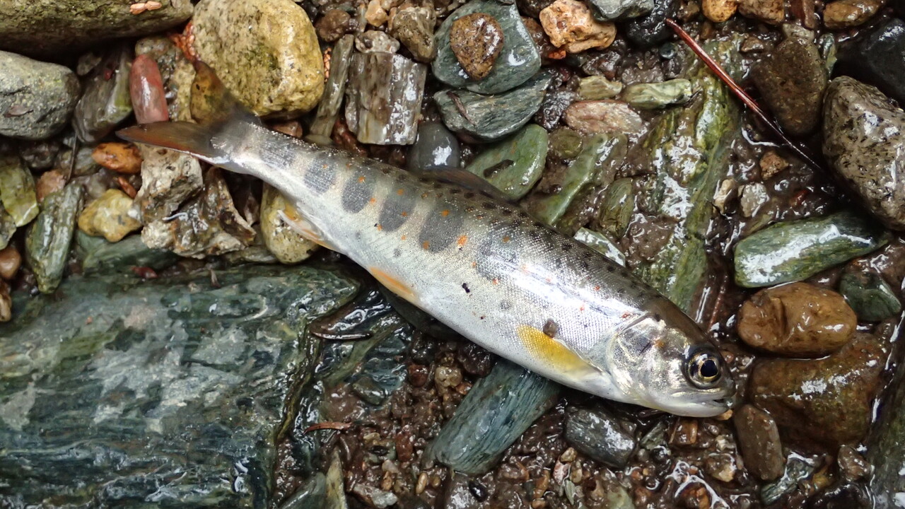 渇水やプレッシャーで見切られる 渓流で狙うべきポイントがわかった 私が思うところ Gクラ使いでtklm信者で
