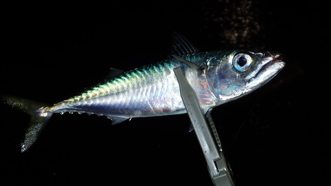 PC031766