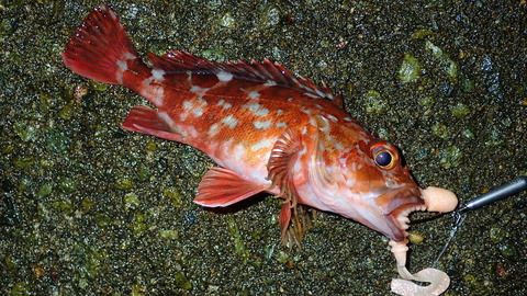 P6013009