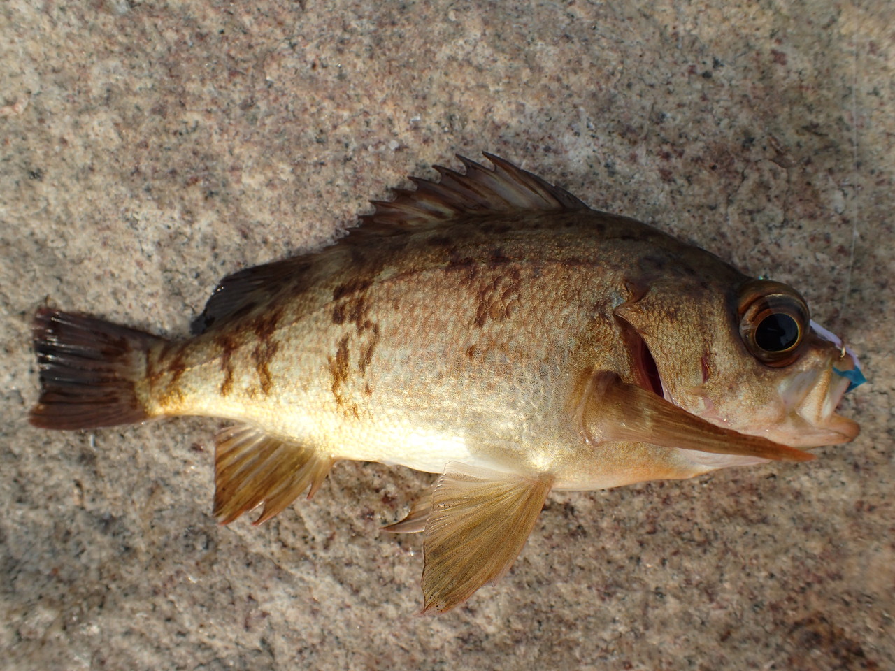 メバルにはカブラ デイゲーム 日中 でも簡単に釣れる 私が思うところ Gクラ使いでtklm信者で